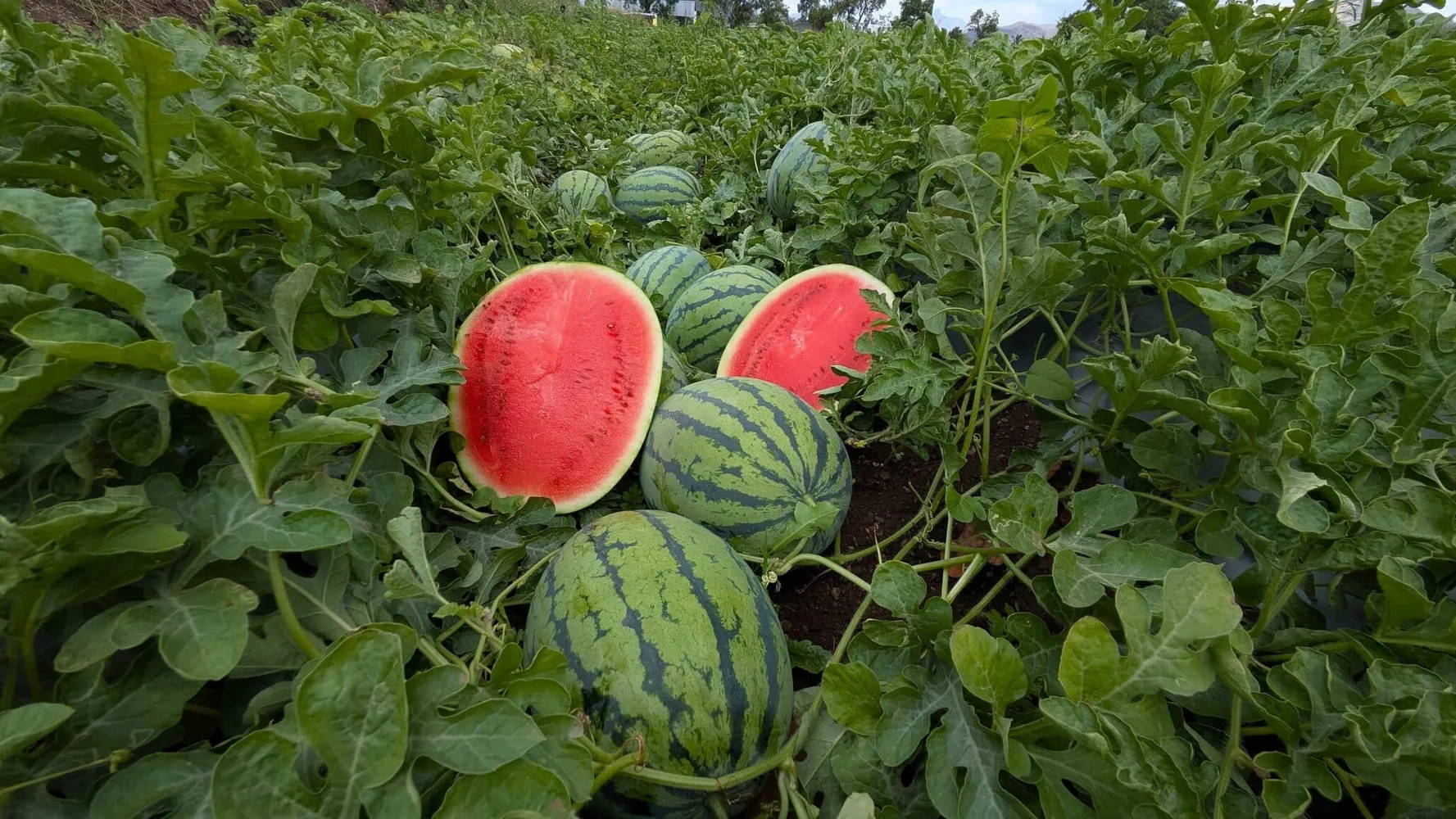 Cover for USDA NASS Data Confirms Florida's Structural Watermelon Advantage -- Why Input Costs Have Held for 10 Years